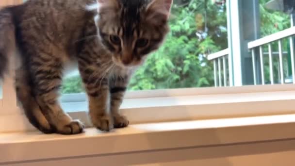 Cute Cat Big Eyes Looks Something Expressive Look Runs Away — Stockvideo