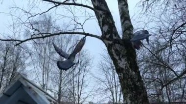 Birds flew away boring sad video in which doves rise up and fly away against the background without life birches trees without leaves two doves sitting together fly high on a branch dark gray sky