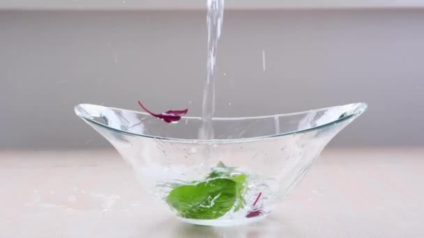 Glazen Ovale Kom Water Wordt Gegoten Wassen Voedsel Doden Kiemen — Stockvideo