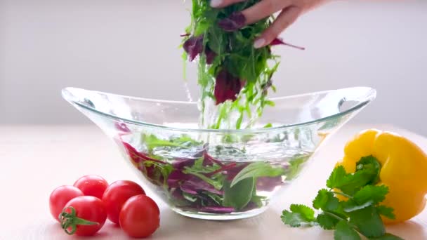 Eine Köchin Gestreifter Schürze Reißt Frisch Gewaschene Frische Saubere Salatblätter — Stockvideo