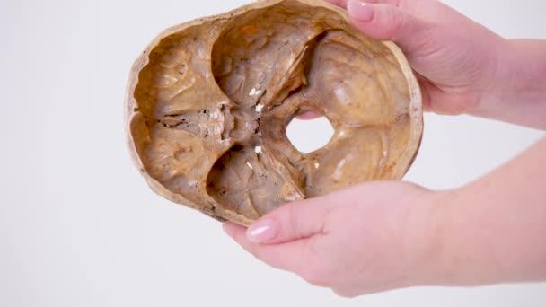 Anatomy Medical University Filming Human Skull All Sides Skull Section — ストック動画
