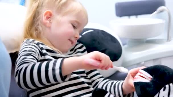 Menina Anos Idade Escovação Seus Dentes Brinquedo Macio Mandíbula Demonstração — Vídeo de Stock