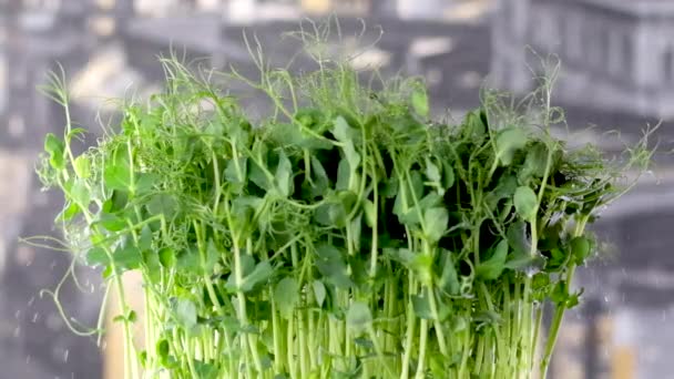 ウィートグラス テーブルの上に マイクログリーンエンドウ豆 アルグラ 大根の箱 家庭でのマイクロ成長栽培 マイクロ成長農場 有機ハーブ農業 高品質のフルHd映像 — ストック動画