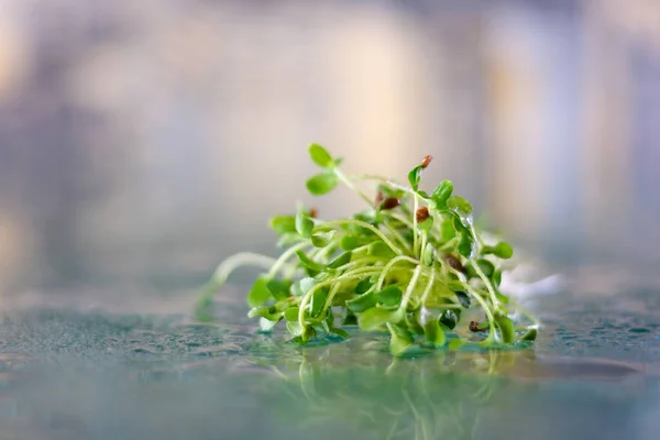 watering microgreens small drops of rain on glass irrigation microgreens flax close-up slow motion video benefits vitamins trace elements to grow at home