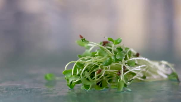 滴滴小雨滴在玻璃浇灌上小绿叶亚麻特写慢镜头录像有利于维生素微量元素在家里生长 — 图库视频影像