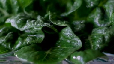 Romaine salatası ceviz ağacından yapılmış masaya düşer. Yavaş hareket eden kadın elleri beyaz kasede sezar salatası yapıyor, romaine yaprakları koyuyor yeşil yapraklardan su damlaları akıyor yağmur yağıyor.