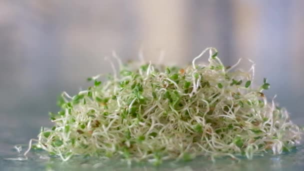 きれいな洗浄アルファルファマイクログリーンは 健康的な食品栽培 マイクログリーン 微量元素 健康的な芽を散水滴下ガラステーブルの上にあります — ストック動画