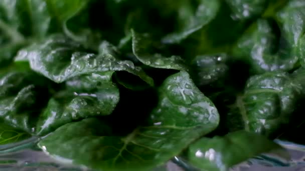 Romaine Salade Vallen Walnoot Houten Tafel Slow Motion Vrouw Handen — Stockvideo