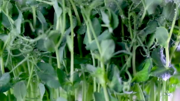 Microgreens Pois Naissance Gros Plan Microplantes Vertes Germination Pisum Jeunes — Video