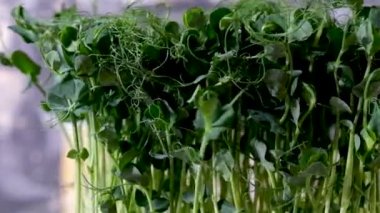 Üst düzey grup bezelye mikroyeşili rotasyonu. Yeşil bitkiler pisum filizlenmesi. Konteynırlarda sulu taze filizler. Fasulye sırığı tohumlarının filizlenmesi. Sağlıklı beslenme ve organik gıda. Yüksek kalite FullHD