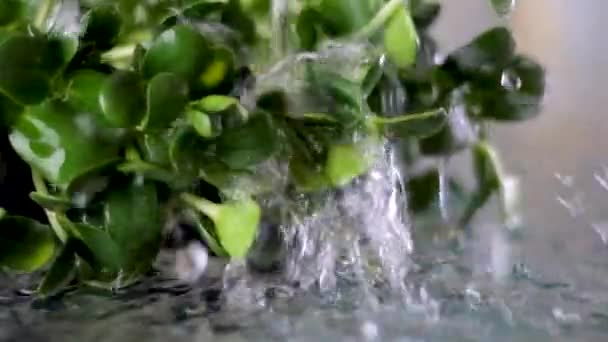 叶绿素提取物在玻璃杯中倒入清澈的水中 与白色的灰色背景和从有机植物种子中发芽的生菜的微绿色植物或芽进行对比 — 图库视频影像