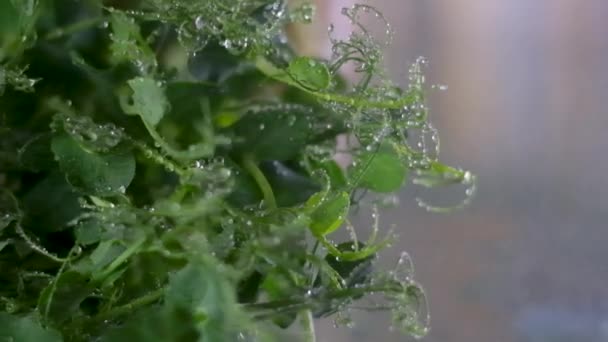 新鮮な緑のエンドウ豆のマイクログリーンの芽 高角度表示 スローモーションに水を振りかけるを閉じます 高品質のフルHd映像 — ストック動画