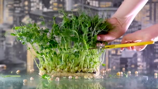 Woman Cutting Green Peas Microgreens Scissors Vegan Salad Concept Healthy — Stock Video