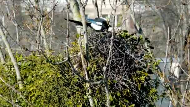 高高在上的树上 两只喜鹊筑巢 一只放着小树枝 衔着它们的喙 风摇曳着树 鸟儿喜鹊筑巢 高质量的4K镜头 — 图库视频影像