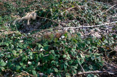Doğal doku için eski yeşil yaprak arka planı. Yüksek kalite fotoğraf