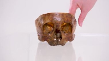 Stomatoloji dişçisi için insan çenesinin gerçek hayatta MRI taraması yeni kaliteli tıbbi bilimler diş görüntüsü animasyon ekranı araştırması. Yüksek kalite 4k görüntü