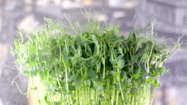 Microgreens Erwten Worden Geïrrigeerd Met Kleine Druppels Water Donkere Achtergrond — Stockvideo