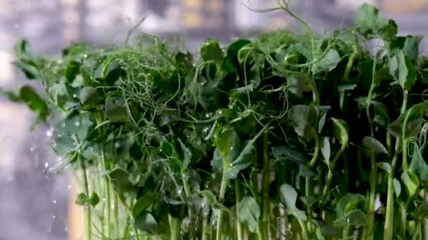 뒷마당에서 채소를 기르고 있습니다 깡통에서 완두콩으로 침대에 정원가꾸기 유기농 질높은 — 비디오