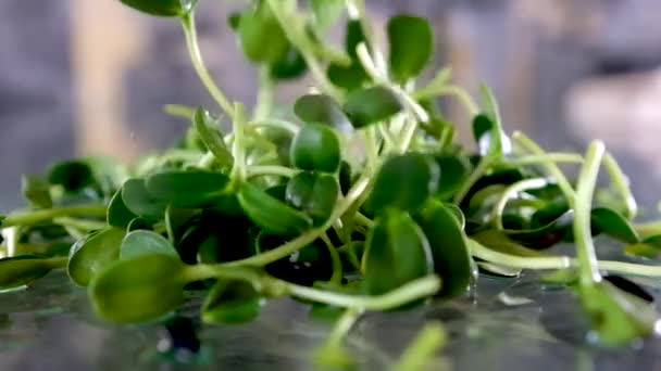 Κοπή Ηλιοτρόπιων Μικροπράσινων Που Καλλιεργούνται Στο Σπίτι Στο Περβάζι Του — Αρχείο Βίντεο
