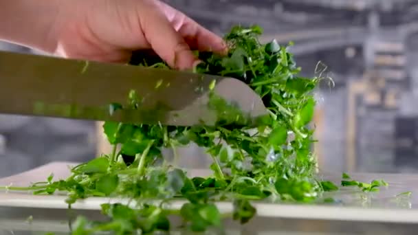 Girl Cuts Green Sunflower Microgreen White Ceramic Knife Brown Bamboo — Stock Video