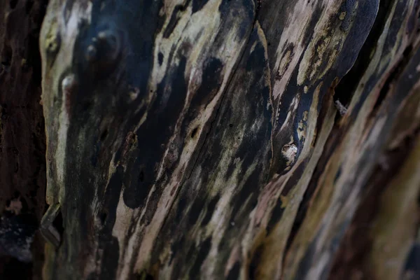 樹皮の質感は天然の背景として使われます 高品質暗い汚い湿った木の樹皮は怖いです飛ぶビデオ写真のための素晴らしい背景です — ストック写真
