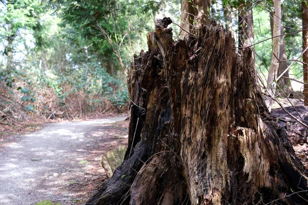 Vieux Tronc Arbre Couvert Mousse Dans Forêt Conifères Beau Paysage — Photo