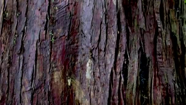 Tekstury Drewna Kory Wykorzystania Jako Naturalnego Tła Wysoka Jakość Ciemne — Wideo stockowe