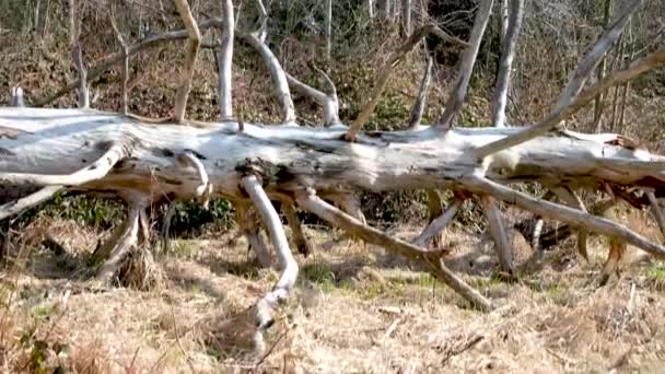 古い木をつまむ カナダサリースプリングリバー郊外 — ストック動画