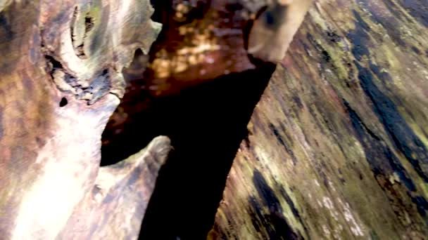 Tekstura Pnia Drzewa Lesie Zbliżenie Tekstury Starej Kory Dębu Tak — Wideo stockowe