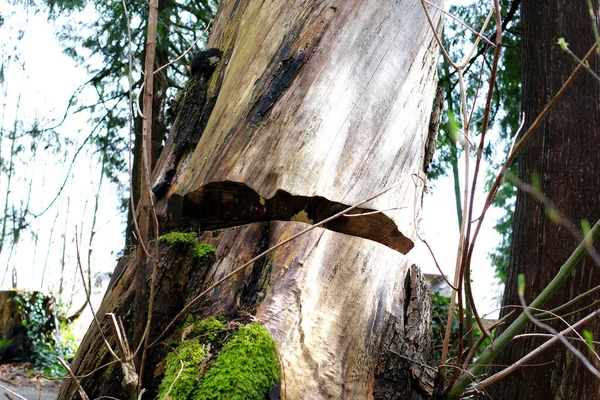 Texture Tronc Arbre Dans Forêt Gros Plan Sur Texture Une — Photo