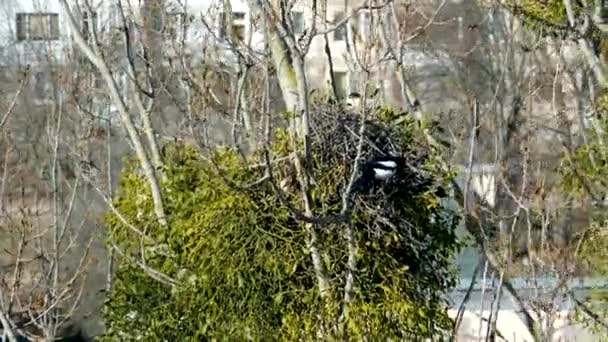 樹の枝にある巣で赤ちゃんに餌をやっているパートナーと一緒にカササギ 高品質4K映像 — ストック動画
