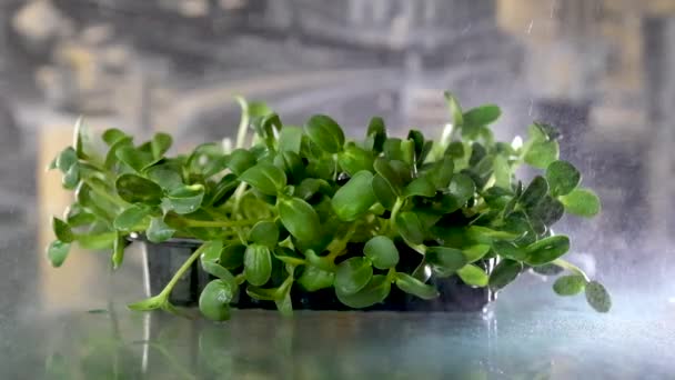 窓辺のひまわりやマスタード マイクログリーンの芽が閉まります 自家栽培のマイクログリーンの芽 健康食品の概念 高品質の写真 — ストック動画