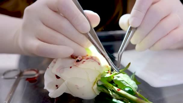 대한민국의 보물제 지정되었다 연구가 실험실에서 장미를 해부하고 있습니다 고품질 — 비디오
