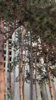 Vancouver Kanada 2023 metropol büyük şehir hayatı gökdelenler yeni modern ve eski evler ofis caddesi oldukça güzel ağaçlarla çevrili