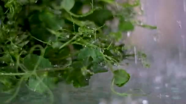 Belos Brotos Ervilha Jovem Crescendo Horta Close Aspersão Água Derramada — Vídeo de Stock
