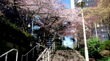 Kanada 'daki kiraz çiçekleri Burrard İstasyonu Vancouver merdivenleri gökdelenlere fener güzelliği doğanın bahar güzelliği gökyüzü tren istasyonundan tırmanmak için beyaz tırabzanlar kimse sakin bir gün gökyüzü Kanada 2023