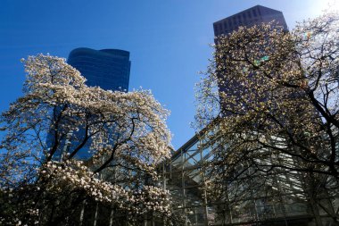 Kanada 'daki kiraz çiçekleri Burrard İstasyonu Vancouver merdivenleri gökdelenlere fener güzelliği doğanın bahar güzelliği gökyüzü tren istasyonundan tırmanmak için beyaz tırabzanlar kimse sakin bir gün gökyüzü Kanada 2023