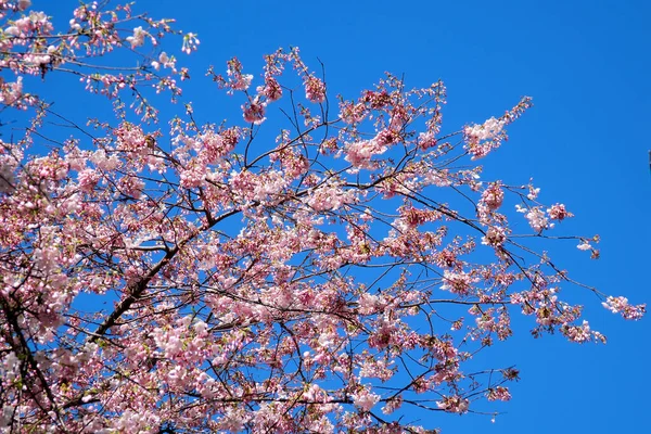 Hermosa Flor Cerezo Sakura Primavera Sobre Cielo Azul Increíbles Colores — Foto de Stock