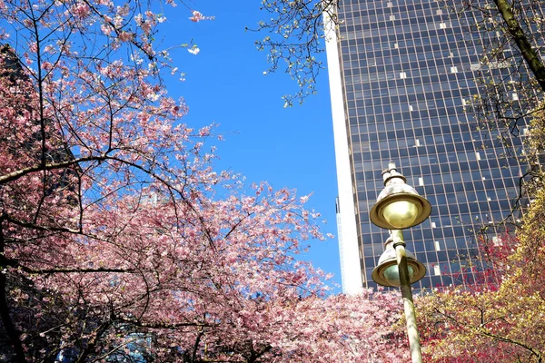 stock image cherry blossoms Burrard station in Canada Vancouver stairs to skyscrapers lantern spring beauty of nature white handrails for climbing from Sky Train station no people calm day bright sky Canada 2023