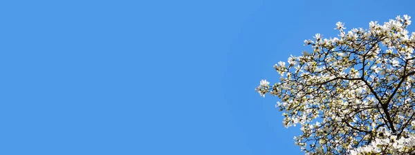 Flor Magnolia Con Elegantes Pétalos Floreciendo Jardín Cuento Hadas Primavera — Foto de Stock