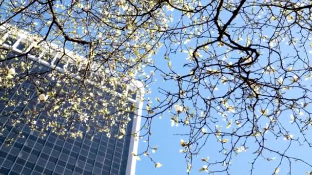 バンクーバー駅のマグノリア バード桜の高層ビルの間にダウンタウンと広告テキストのための湾曲した枝の背景を開花していない美しい雪白い木の青い空の芽 — ストック動画