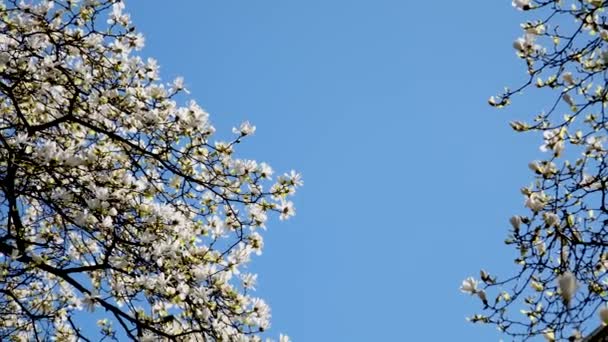 Magnolia Burrard Vancouver Station Downtown Cherry Blossoms Skyscraper Blue Sky — Stock Video