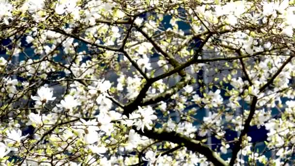 Kwiat Kwiaty Magnolia Drzewo Wiosennym Wideo Wysokiej Jakości Materiał Filmowy — Wideo stockowe
