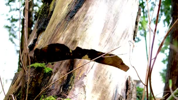 木制圆形树桩缓慢旋转的特写背景 锯切木纺特写背景 高质量的4K镜头 — 图库视频影像