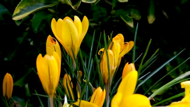 Primas Azules Azafrán Amarillo Acerca Primavera Imágenes Alta Calidad — Vídeos de Stock