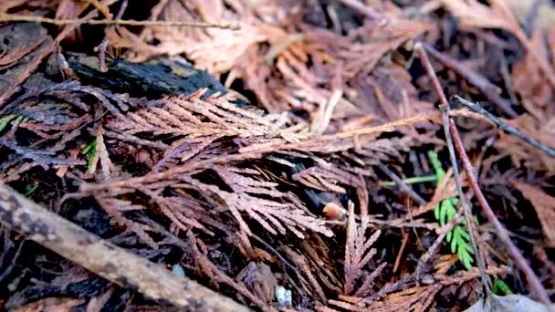 Κλαδί Ελάτης Και Πεσμένα Φύλλα Στο Έδαφος Παγωμένη Μέρα Εθνικό — Αρχείο Βίντεο