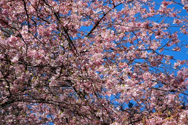 banner with pink cherry blossoms on a sunny background. Beautiful spring background of nature with a branch of flowering cherry blossoms. Copy location for text flowering trees against blue clear sky