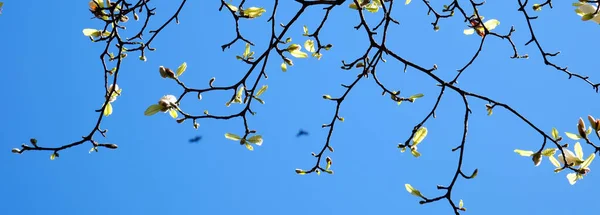 Баннер Белыми Цветами Магнолии Расцветает Солнечном Фоне Красивый Весенний Фон — стоковое фото