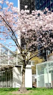 Kiraz çiçekleri Burrard istasyonu Kanada Vancouver merdiveni gökdelenlere merdiven fener doğanın bahar güzelliği gökyüzü tren istasyonundan tırmanmak için beyaz tırabzanlar kimse sakin bir gün değil parlak gökyüzü Kanada 2023