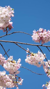 Pembe kiraz çiçekli afiş güneşli bir arka planda. Doğanın güzel bahar arkaplanı ve çiçekli kiraz ağaçları. Mavi açık gökyüzüne karşı çiçek açan ağaçlar için konumu kopyala